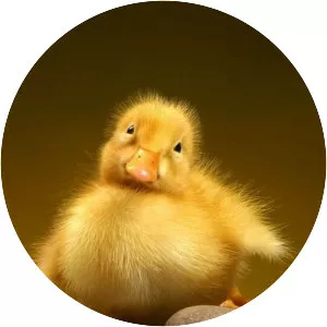 Beautiful Duckling