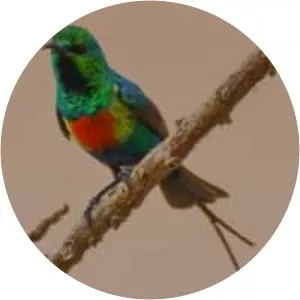 Beautiful sunbird