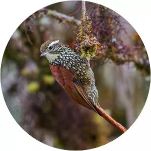 Beautiful treerunner - Bird