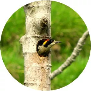 Beautiful woodpecker
