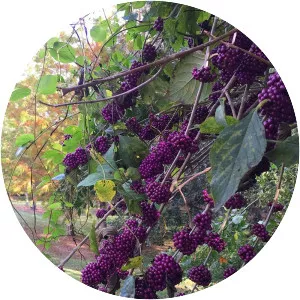 Beautyberry - Plants