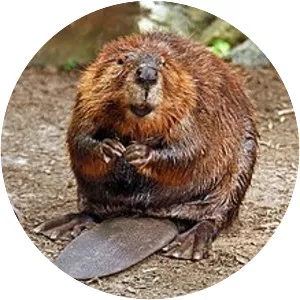 Beaver