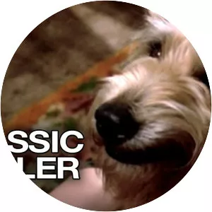 Because of WinnDixie