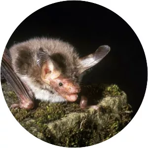 Bechstein's bat
