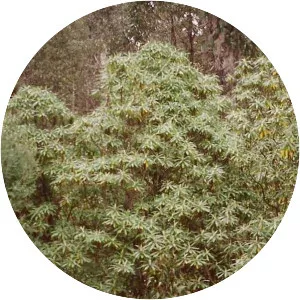 Bedfordia arborescens