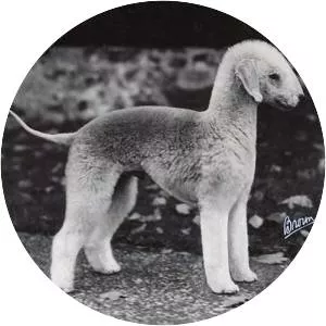 Bedlington Terrier