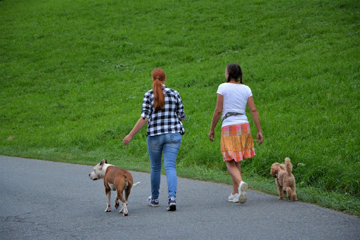 beDog - Pet groomer in Kirchberg in Tirol, Austria