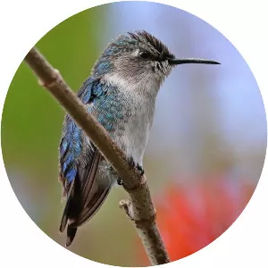 Bee hummingbird photograph