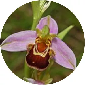 Bee orchids