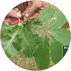 Beech family - Plants