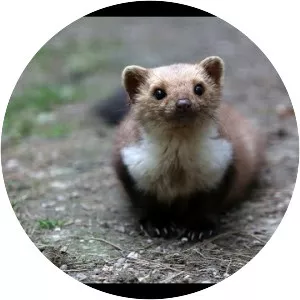 Beech marten