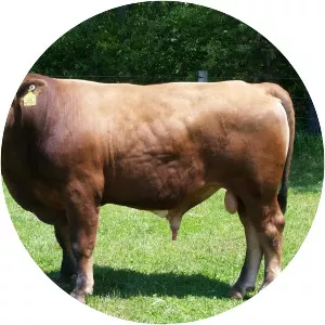 Beefalo - Domesticated cattle breed