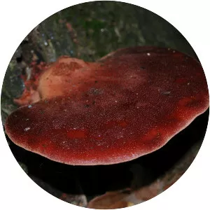 Beefsteak Fungus