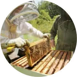 Beekeeping - 