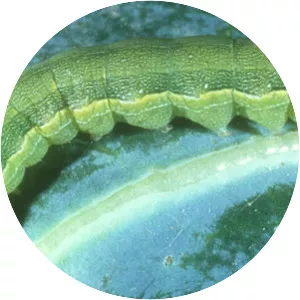 Beet armyworm - Insect