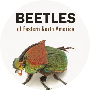 Beetles of Eastern North America