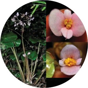 Begonia adamsensis - 