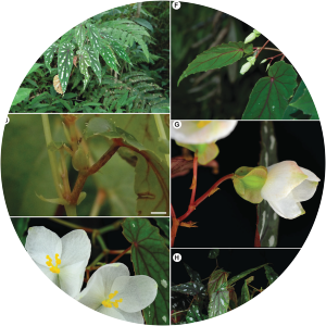 Begonia balangcodiae - 