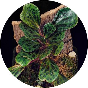 Begonia blancii - 