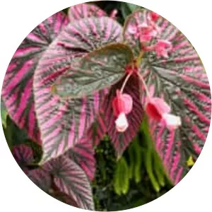 Begonia brevirimosa