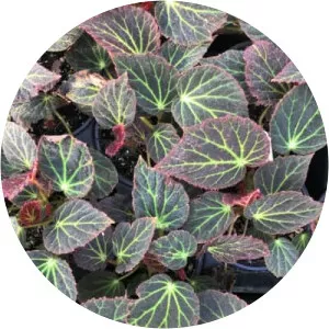 Begonia chloroneura