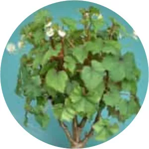 Begonia dregei - 