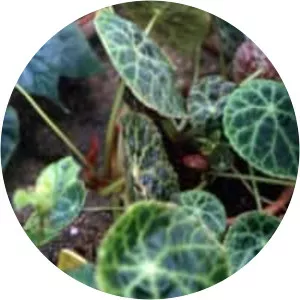 Begonia goegoensis