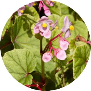 Begonia grandis