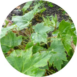 Begonia heracleifolia - 