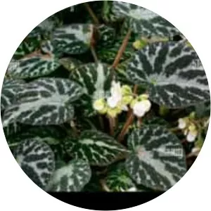 Begonia imperialis - 