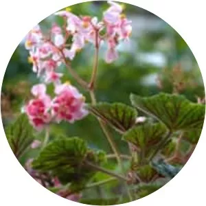 Begonia incarnata - 