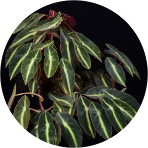 Begonia listada