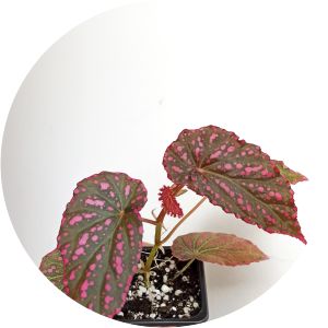 Begonia negrosensis - 