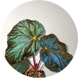 Begonia pavonina - 