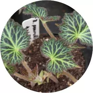 Begonia pearcei