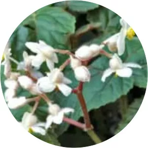 Begonia scharffii