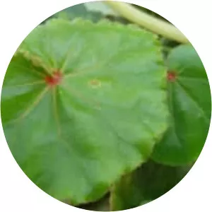Begonia sericoneura - 