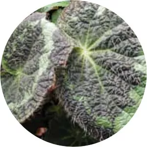 Begonia sizemoreae - 