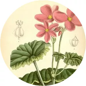 Begonia socotrana