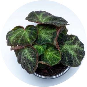 Begonia soli-mutata - 