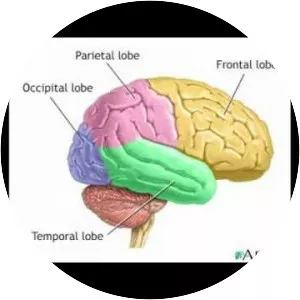 Behavioral neuroscience - Field of study