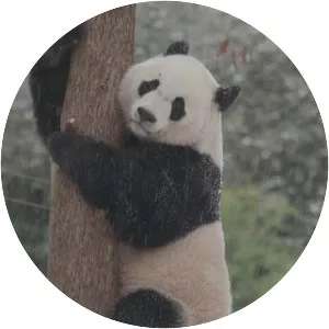 Bei Bei