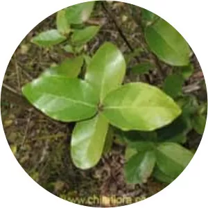 Beilschmiedia berteroana