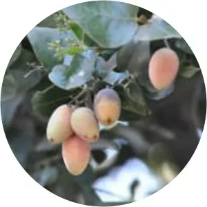 Beilschmiedia miersii