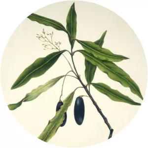 Beilschmiedia - Plants