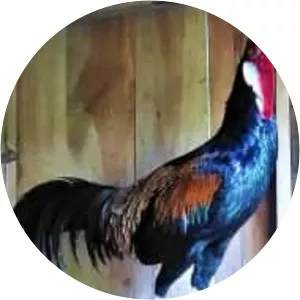 Bekisar (Ayam Bekisar)