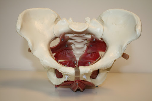 Bekkenfysiotherapie Marianne Smeets