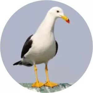 Belcher's gull - Bird