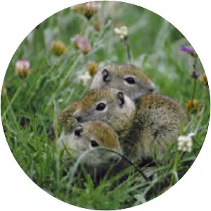 Belding's ground squirrel