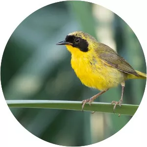 Belding's yellowthroat